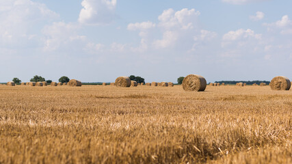 Large, reaped field with straw roles