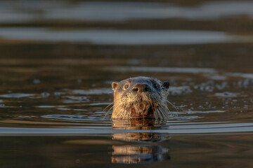 Otter Close Up