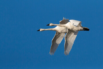 Tundra Swan two in flight