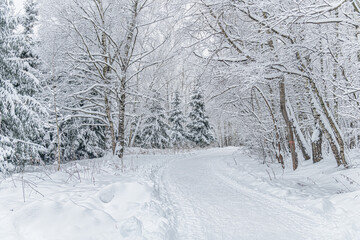 winter landscape background of a road in a snowy forest