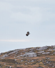 A sea eagle soars over the Scottish mountains