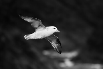 A fulmar soars around the cliff face