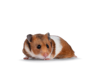 Cute Syrian or golden hamster, standing facing d=camera. Looking over edge straight to lense. Isolated on a white background.