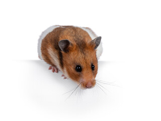 Cute Syrian or golden hamster, sitting on edge. Looking down straight away from camera. Isolated on a white background.