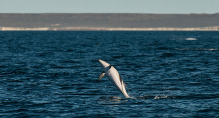 Fototapeta na wymiar Dolphin Jump, Patagonia