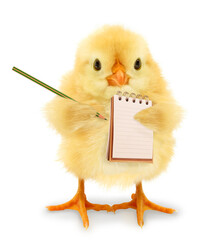 Crazy chick is writing list in notebook trendy concept idea photo isolated on white background...