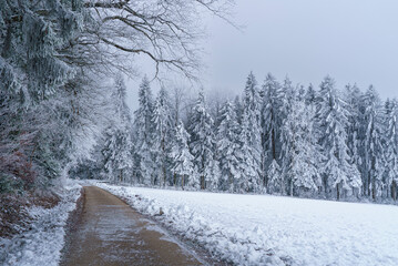 Un chemin vicinal dégagé se dirige dans la neige vers une forêt avec des arbres couverts de gros...