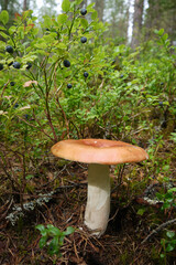 Syroezhka mushroom with red hat on white leg is large and strong against background of mossy forest with blueberry bushes