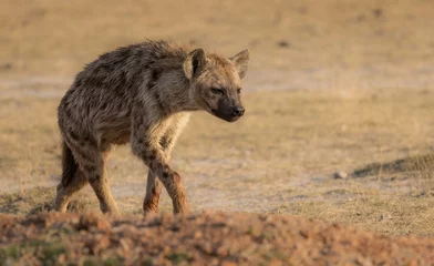 Lichtdoorlatende rolgordijnen zonder boren Hyena A hyena in Africa 