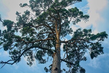 Pine tree with the sky