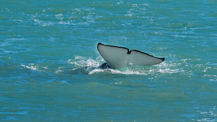 Fototapeta premium Killer whale tail on surface,Peninsula Valdes, Patagonia Argentina