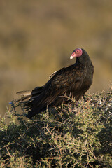 Turkey Vulture, ,perched over grass, Patagonia, Argentina