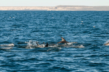 Fototapeta premium Dolphin Jump in front Puerto Madryn, Patagonia