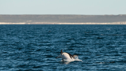 Fototapeta na wymiar Dolphin Jump in Peninsula Valdes, Patagonia,Argentina