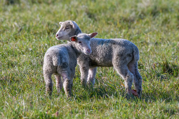 Ewe and lamb