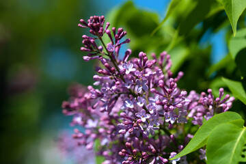 Blooming lilacs on a sunny spring day. Floral nature background