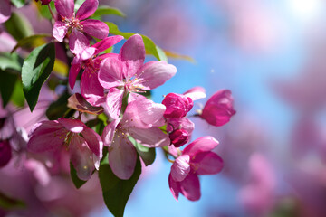 Fototapeta premium Blooming cherry with pink petals in spring on a sunny day close up.
