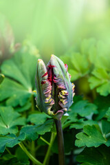 Colorful parrot tulip bloom in springtime. Spring flower, natural background