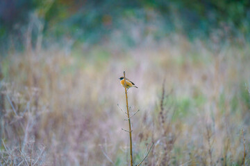 a stonechat (Saxicola rubicola) perched on a tall winter flower stalk in a meadow, Salisbury Plain chalklands, Wiltshire UK