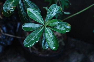 leaf texture makes a nice groove