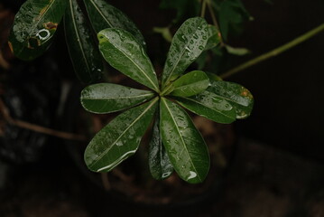 leaf texture makes a nice groove