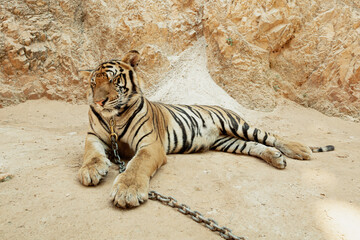 Tiger on chain laying on the ground, Kanchanaburi, Thailand