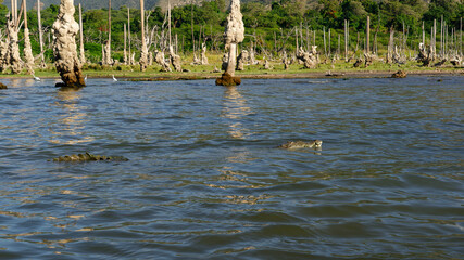 Dominican Republic. Dominant male crocodile on Lake Enriciyo.