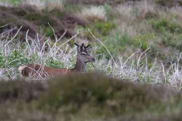 A young deer up in the Scottish highlands