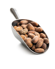 Dried cocoa beans in metal scoop