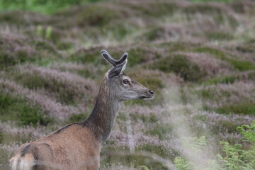 A young deer up in the Scottish highlands