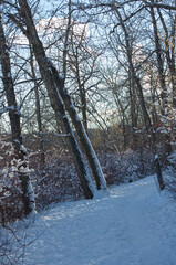 Winter Scenery on a Hiking Trail