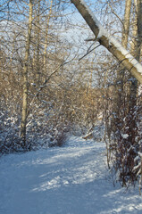 Winter Scenery on a Hiking Trail