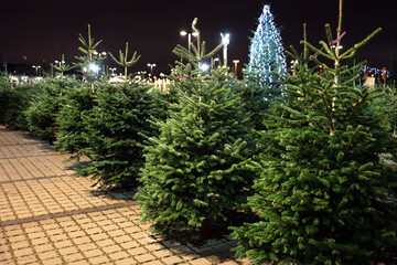 Drzewko świąteczne choinka przygotowana na święta bożego narodzenia.  - obrazy, fototapety, plakaty