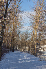 Winter Scenery on a Hiking Trail