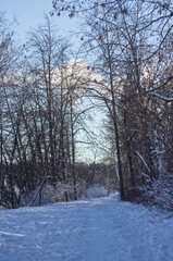 Winter Scenery on a Hiking Trail