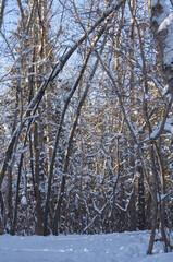 Fototapeta premium Winter Scenery on a Hiking Trail