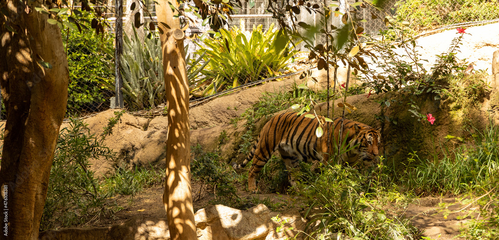 Canvas Prints Scenic view of a tiger walking in the zoo on a sunny day