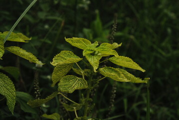 leaf texture makes a nice groove