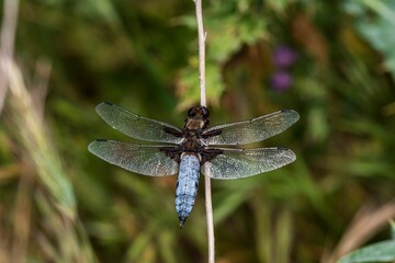 Anisoptera, or dragonflies, are one of the two classical infraorders of the Epiprocta suborder.