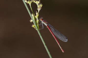 Anisoptera, or dragonflies, are one of the two classical infraorders of the Epiprocta suborder.