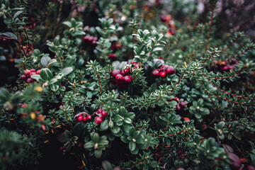 Closeup shot of green tree of cowberry