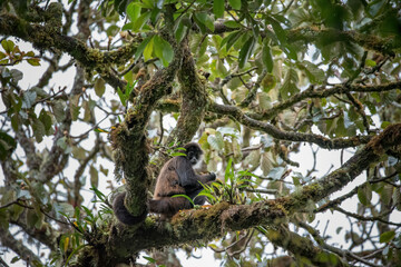 Female spider monkey in the cloud forest of Panama