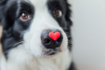 St. Valentine's Day concept. Funny portrait cute puppy dog border collie holding red heart on nose isolated on white background, clise up. Lovely dog in love on valentines day gives gift © Юлия Завалишина
