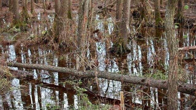 windbreak flooded forest, tree trunks reflected in water, autumn background