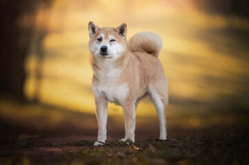 Shiba inu dog portrait