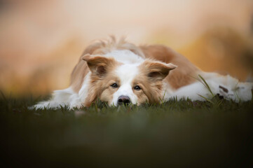 Border collie dog resting on grass