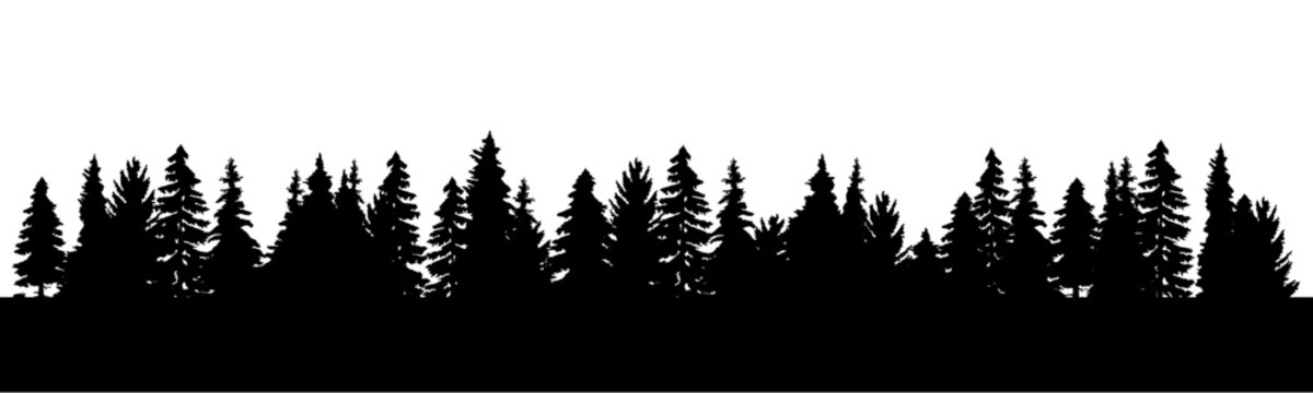Long tree line forest