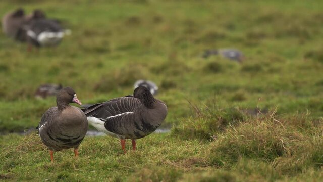 Two greater white-fronted geese (Anser albifrons) with Eurasian wigeons