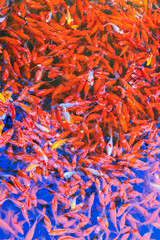 Fototapeta premium China Beijing summer palace lake wonderful view 