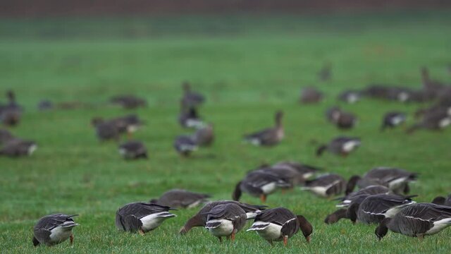 A large group of greater white-fronted goose (Anser albifrons) in a Dutch meadow